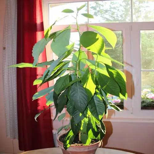 potted avocado tree in terracotta pot by sunlit window with red curtains