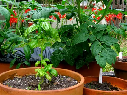 potted basil plant next to tomato plants in a garden, showcasing a tomato basil garden setup