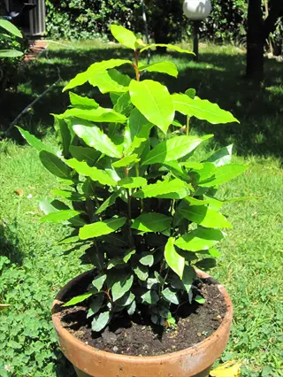 potted bay laurel plant (laurus nobilis) with glossy green leaves growing in a terracotta container on a sunny grassy lawn in a garden