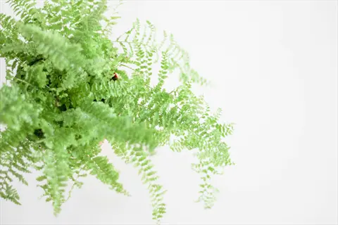 potted boston fern with lush green fronds against a plain white background