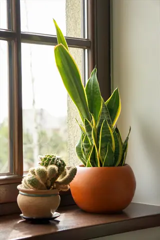 potted snake plant (sansevieria) and small cactus in terracotta pots on a sunny windowsill