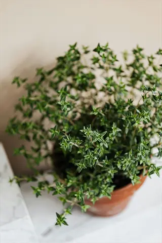 potted thyme plant in a terracotta container with delicate, fine green leaves against a light beige wall on a marble surface