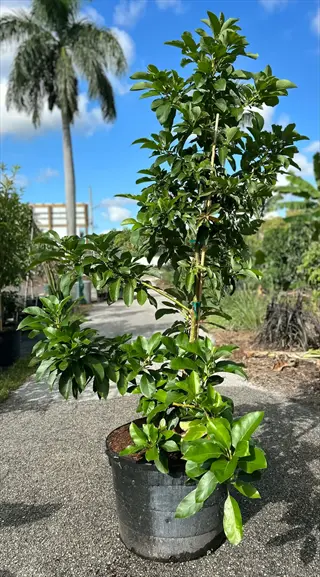 potted young wurtz (little cado) avocado tree in a nursery setting with palm trees and blue sky