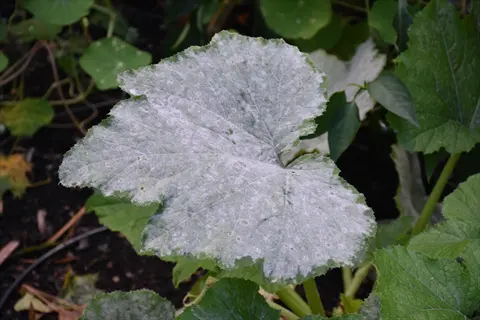 powdery mildew leaf with white fungal growth on a plant