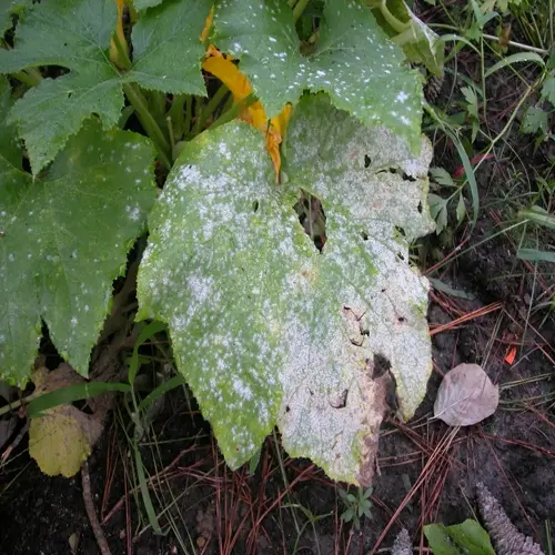 powdery mildew plant leaves showing white fungal growth and damaged tissue in a garden setting