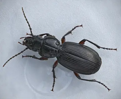 predatory ground beetle insect with dark ribbed body and red-tinted legs on a plain white surface