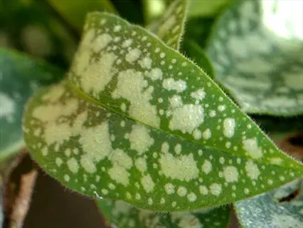 pulmonaria lungwort spotted leaves with elliptical green foliage covered in distinctive white speckles and fine hairs, surrounded by leafy background