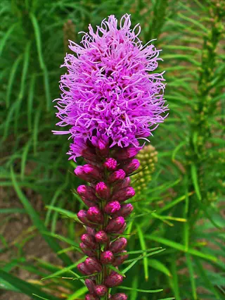 purple blazing star liatris flower with tall spike and green foliage
