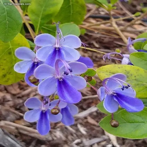 purple butterfly garden flowers with delicate petals and green leaves