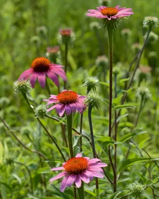 purple coneflower (echinacea) plants with pink flowers and green buds in a sunny garden setting