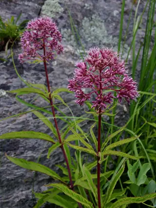 purple joe pye weed flowers with tall stems and green leaves near rocks