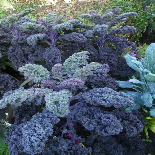 purple kale plants in a garden setting
