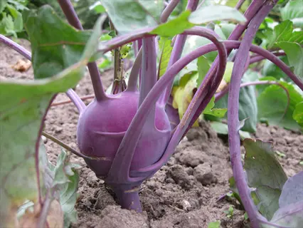 purple kohlrabi (purple vienna) growing in a garden