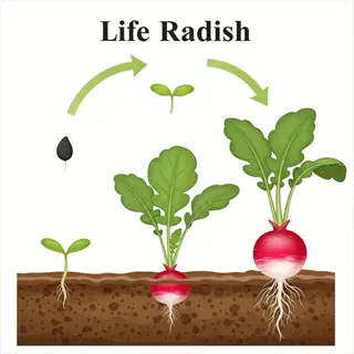 radish life cycle: seeds sowing in soil, growth stages, and mature plant
