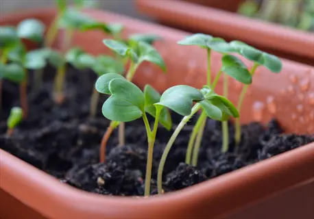 radish seedlings in a spring garden