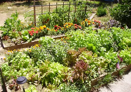raised garden bed with green lettuce, basil, and marigold flowers, part of a lettuce basil garden bed