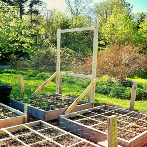 raised garden bed with pea plants and a wooden trellis for support