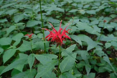 red bee balm (monarda didyma) flowers with green foliage in natural habitat