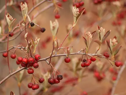 red chokeberry berries (aronia arbutifolia) clustered on branches with young leaves and flower buds