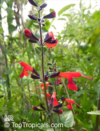 red salvia flowers on dark stems with green foliage in background, featuring watermark text