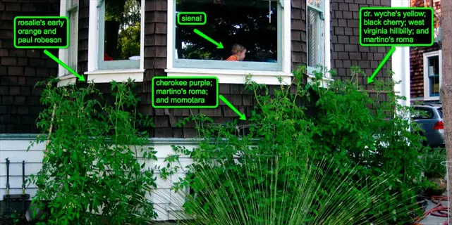 residential garden with labeled paul robeson tomato plants, child in window, and multiple tomato variety annotations