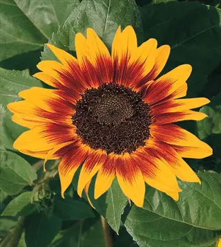 ring of fire sunflower featuring bright yellow petals with a distinct orange-red ring surrounding a dark central disk, surrounded by green foliage