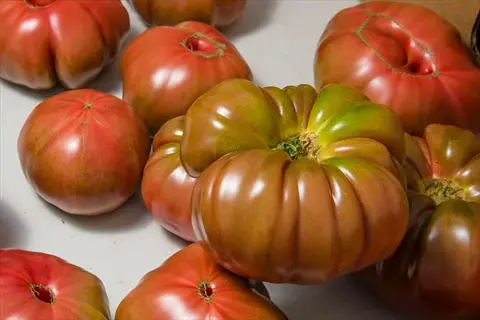 ripe black krim tomatoes with dark reddish-brown skin, green shoulders, and ribbed shape arranged on a white surface
