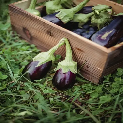 ripe eggplant garden harvest in wooden crate with fresh vegetables on grassy background