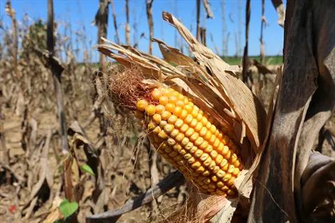 ripe golden corn ear ready for harvesting corn ears, partially husked with dry leaves in a sunny field under clear blue sky