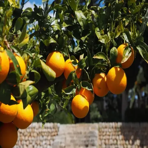 ripe oranges on citrus tree branches in a sunlit garden with stone wall background