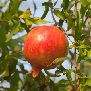 ripe pomegranate fruit on a branch of a cold hardy pomegranate tree (salavatski russian series)