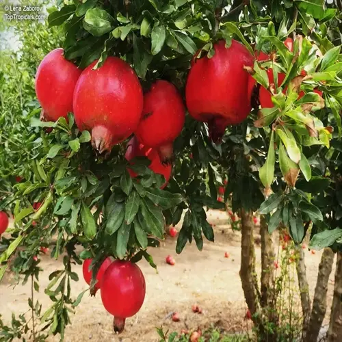ripe red pomegranate fruits growing on tree branches with green leaves (pomegranate tree fruit)