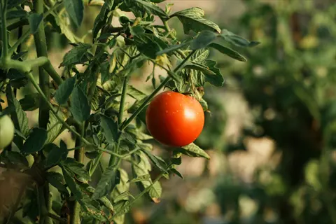 ripe red tomato growing on the vine with lush green leaves