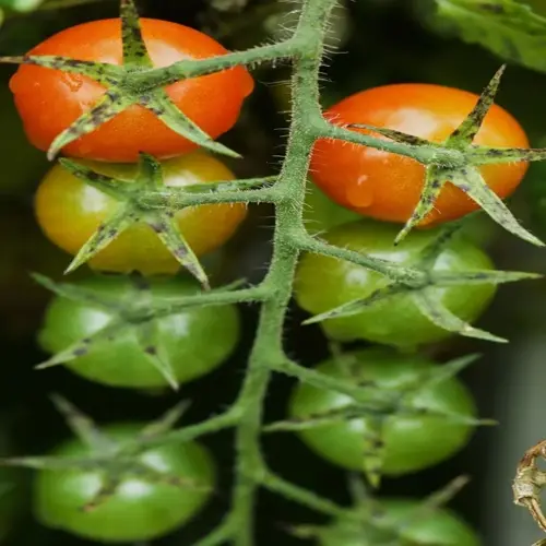 ripe red tomatoes and green tomatoes growing on a garden vine
