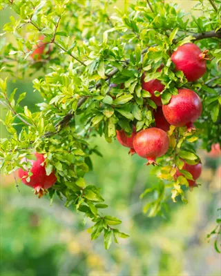 ripe red wonderful pomegranate fruit hanging from tree branches with green leaves