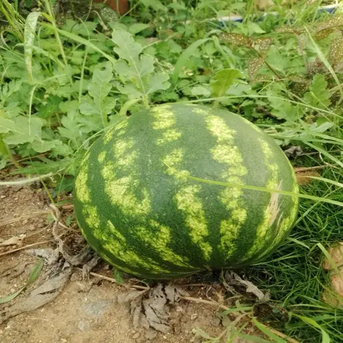 ripe watermelon on garden vine