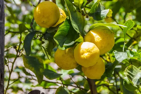 ripe yellow lemons hanging from a citrus tree branch with lush green leaves in a sunny orchard