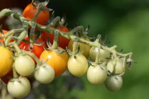 ripening cherry tomato plant cluster with green, yellow, orange and red fruits on the vine, showcasing sweet sturdy grace variety