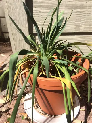 root rot plant in a pot with wilted and yellowing leaves