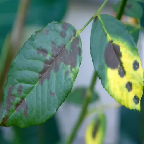 rose leaves infected with black spot disease showing dark lesions and yellowing