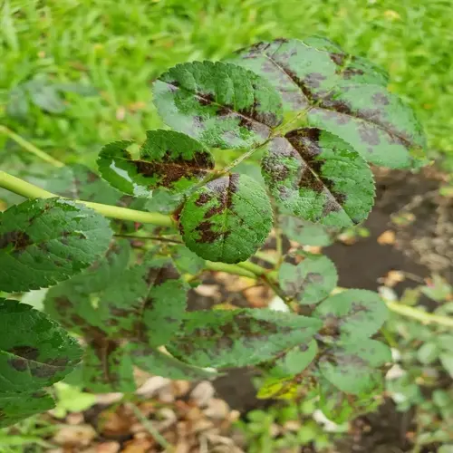 rose leaves showing black spot disease with characteristic dark lesions and spots