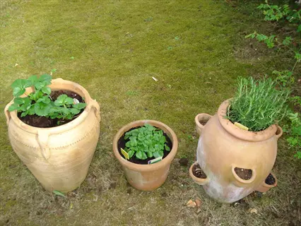 rosemary herb plant in a terracotta planter with other plants on grass