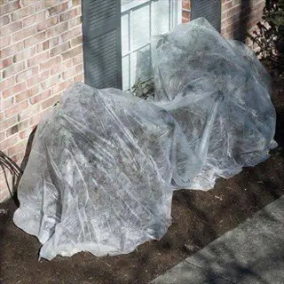 row cover vegetable garden technique applied to shrubs in residential garden to ensure warm nighttime air temperatures during frost