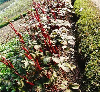 row of burgundy red okra plants with vibrant red pods growing in a garden