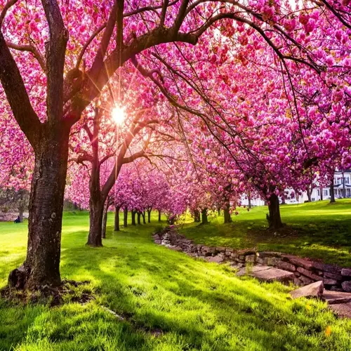 row of cherry trees in full blossom during spring, sunlight filtering through pink flowers
