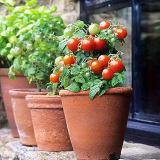 row of terracotta dwarf tomato containers with compact 'tiny tim' style plants bearing ripe red cherry tomatoes, placed on a stone ledge