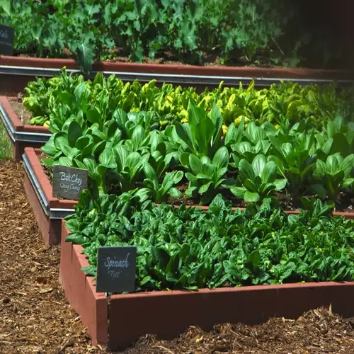 rows of a spinach garden with labeled plant beds, including spinach and bok choy