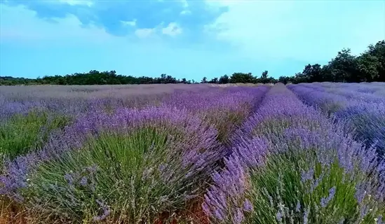 rows of blooming royal velvet lavender with deep purple flowers under a clear blue sky, lush green foliage
