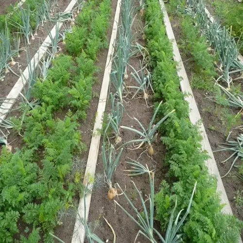 rows of companion plants in a vegetable garden, including carrots and onions
