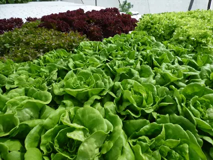 rows of diverse lettuce varieties in a garden: vibrant green and deep red/purple leafy heads growing in organized garden rows